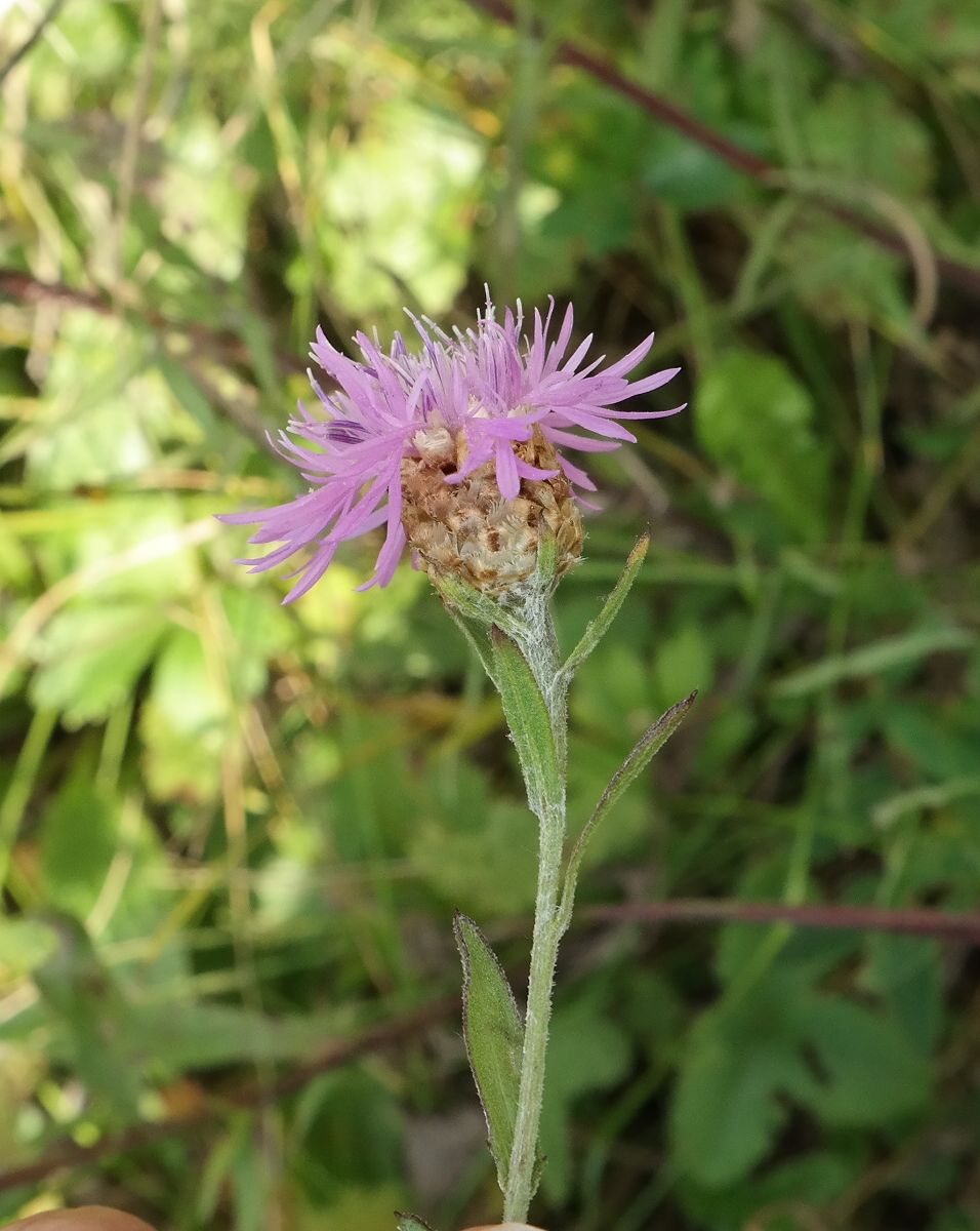 Image of Centaurea jacea ssp. substituta specimen.