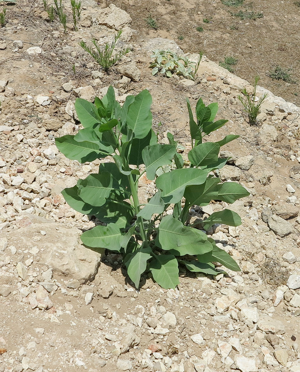 Image of Nicotiana glauca specimen.