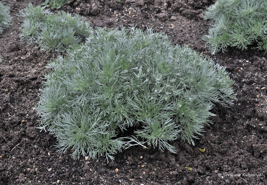 Изображение особи Artemisia schmidtiana.