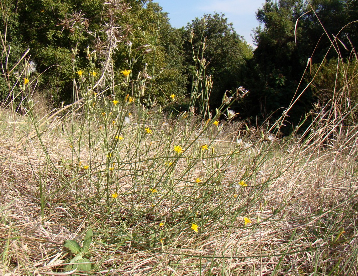 Изображение особи Chondrilla juncea.