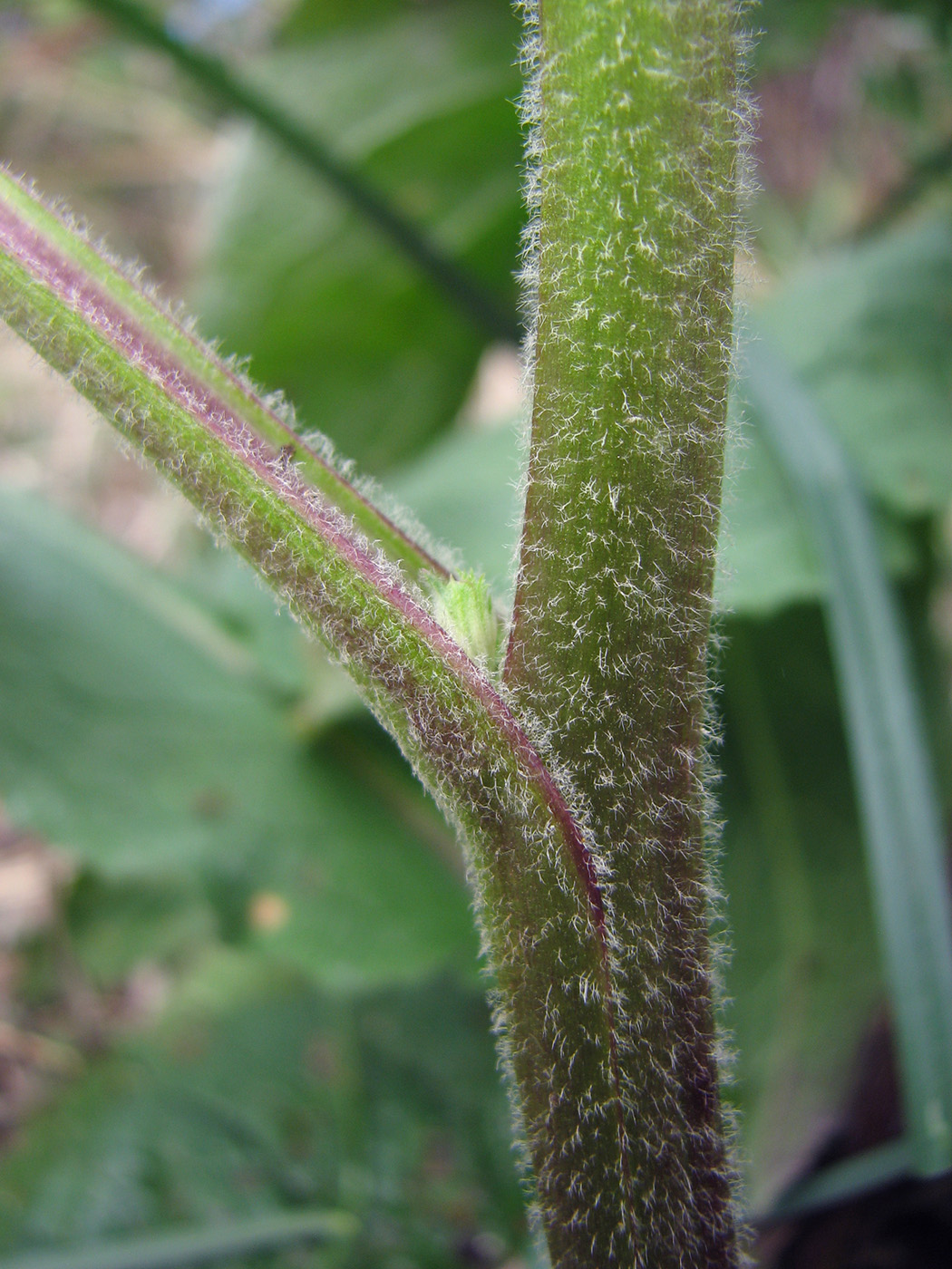 Изображение особи Verbascum nigrum.