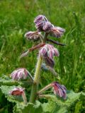 Borago officinalis. Развивающееся соцветие с бутонами. Украина, г. Запорожье, Прибрежная автомагистраль, заросшая клумба возле магазина Alfa Automotive Group. 05.06.2016.