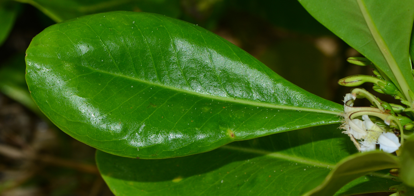 Image of Scaevola taccada specimen.