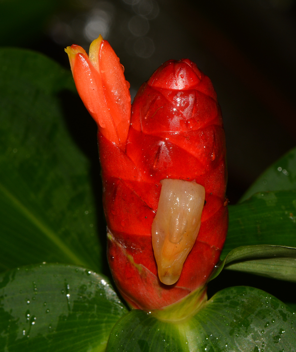 Image of Costus woodsonii specimen.