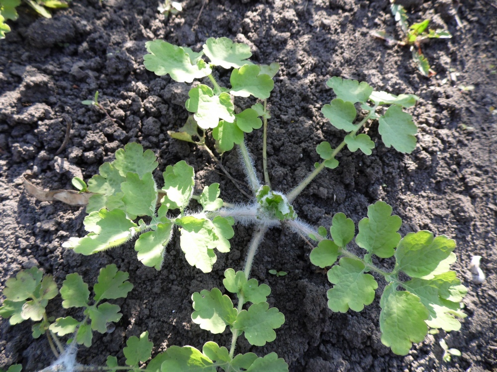 Image of Chelidonium majus specimen.