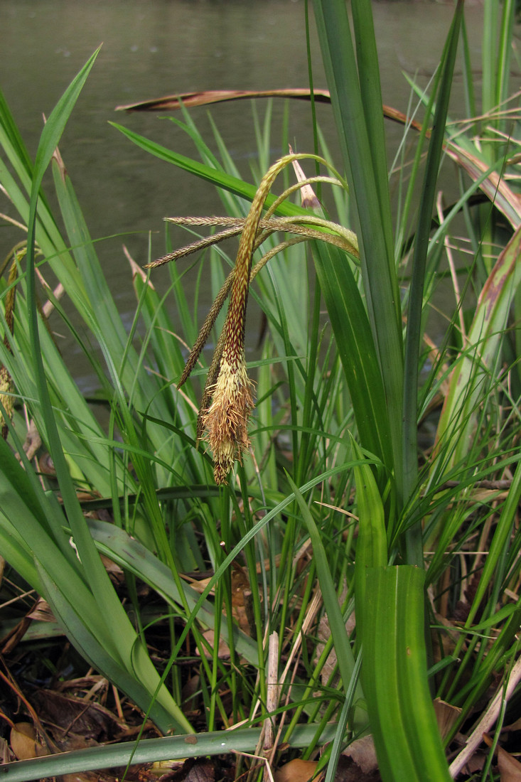 Image of Carex pendula specimen.