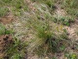 Stipa dasyphylla