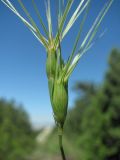 Aegilops biuncialis. Соцветие. Краснодарский край, м/о Новороссийск, р-н Шесхарис, хр. Маркотх, засоренное каменистое место. 12.05.2017.