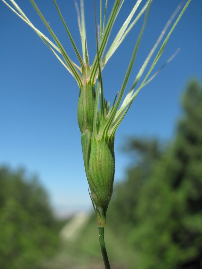 Image of Aegilops biuncialis specimen.