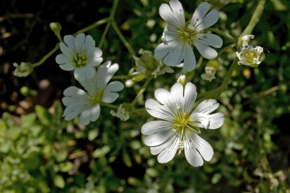 Image of Cerastium arvense specimen.