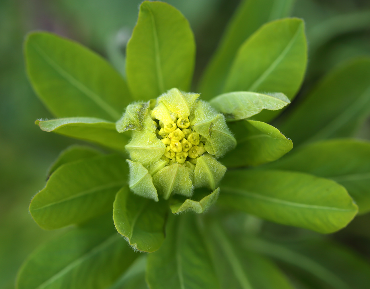 Изображение особи Euphorbia pilosa.