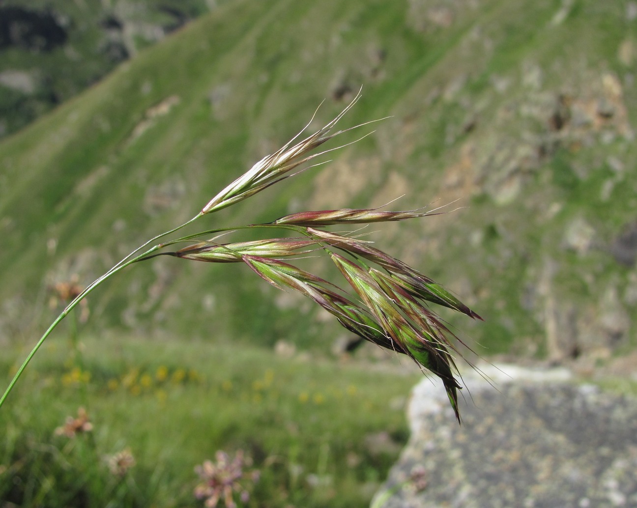 Image of Bromopsis variegata specimen.