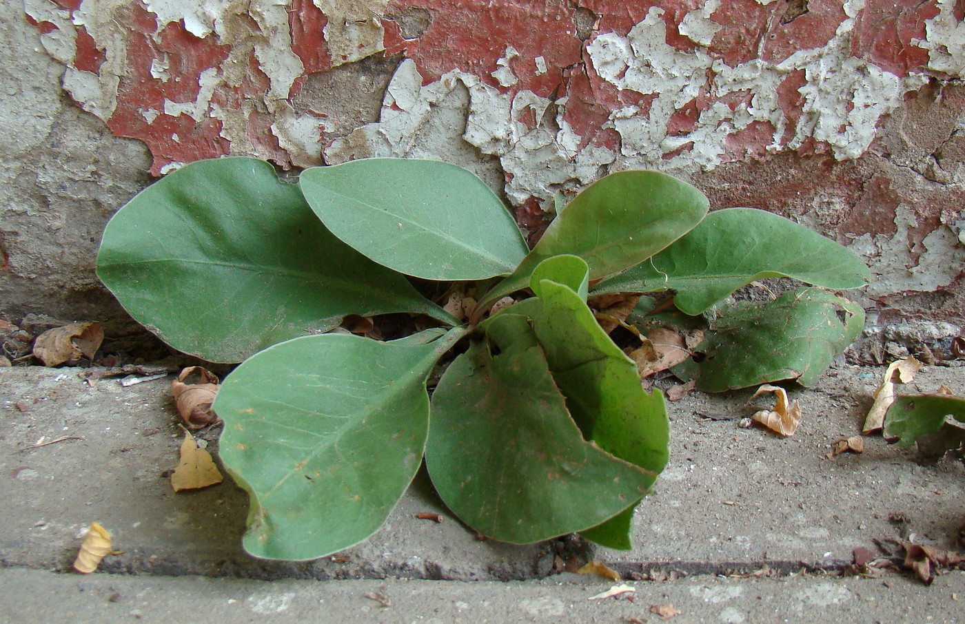 Image of Limonium scoparium specimen.