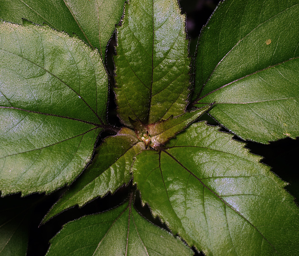 Image of Helianthus annuus specimen.