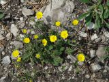 genus Potentilla. Цветущее растение. Иркутская обл., Шелеховский р-н, окр. с. Введенщина, сосновый лес на высоком берегу р. Иркут, край утёса. 11.06.2017.