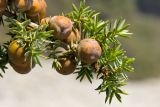 Juniperus subspecies macrocarpa