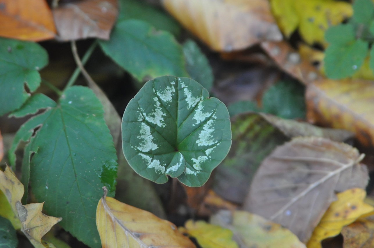 Image of Cyclamen coum specimen.