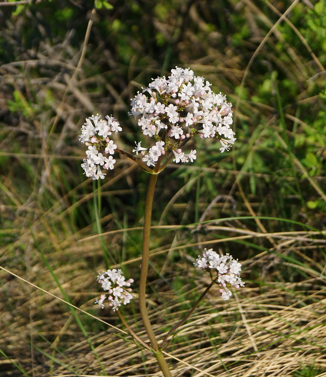 Image of Valeriana tuberosa specimen.