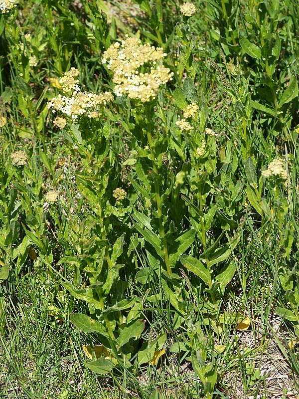 Изображение особи Cardaria draba.