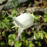 Campanula leskovii