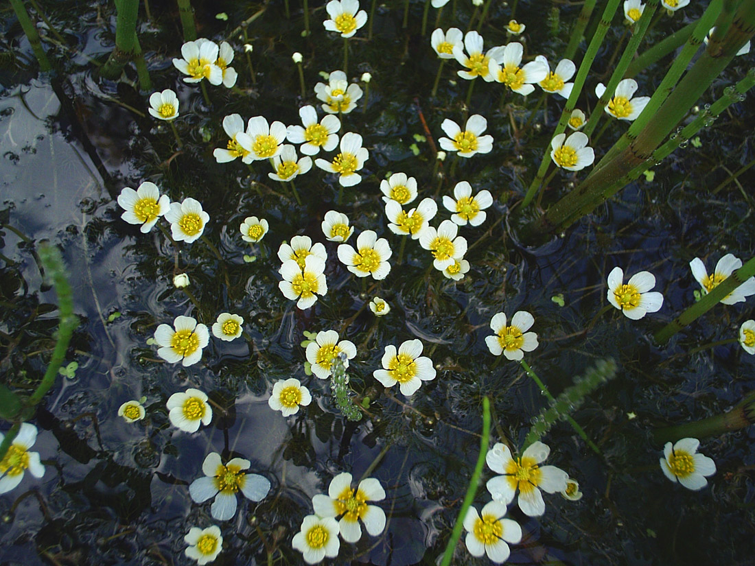 Изображение особи Ranunculus trichophyllus.