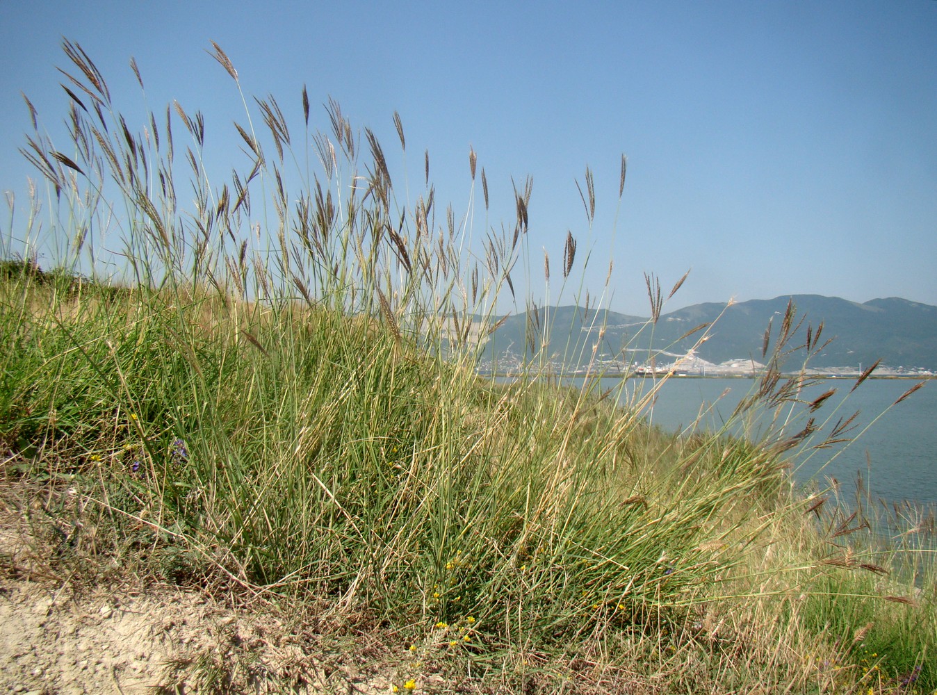 Image of Bothriochloa ischaemum specimen.