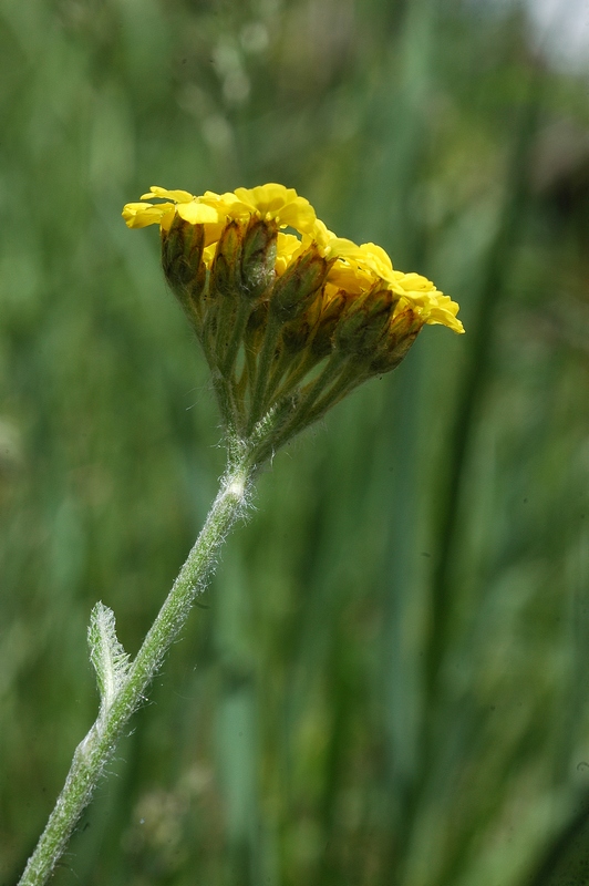 Изображение особи Achillea tomentosa.