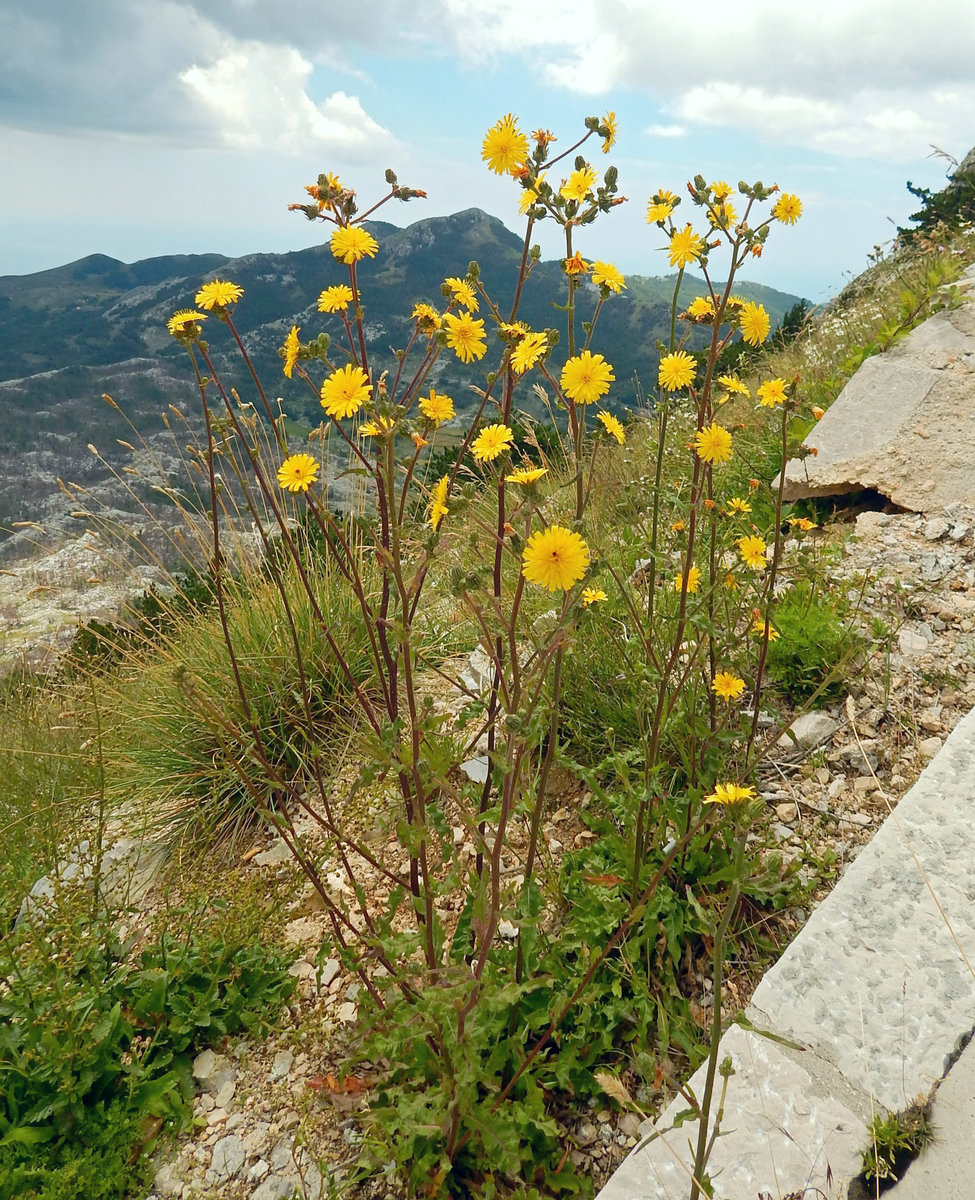 Image of genus Picris specimen.