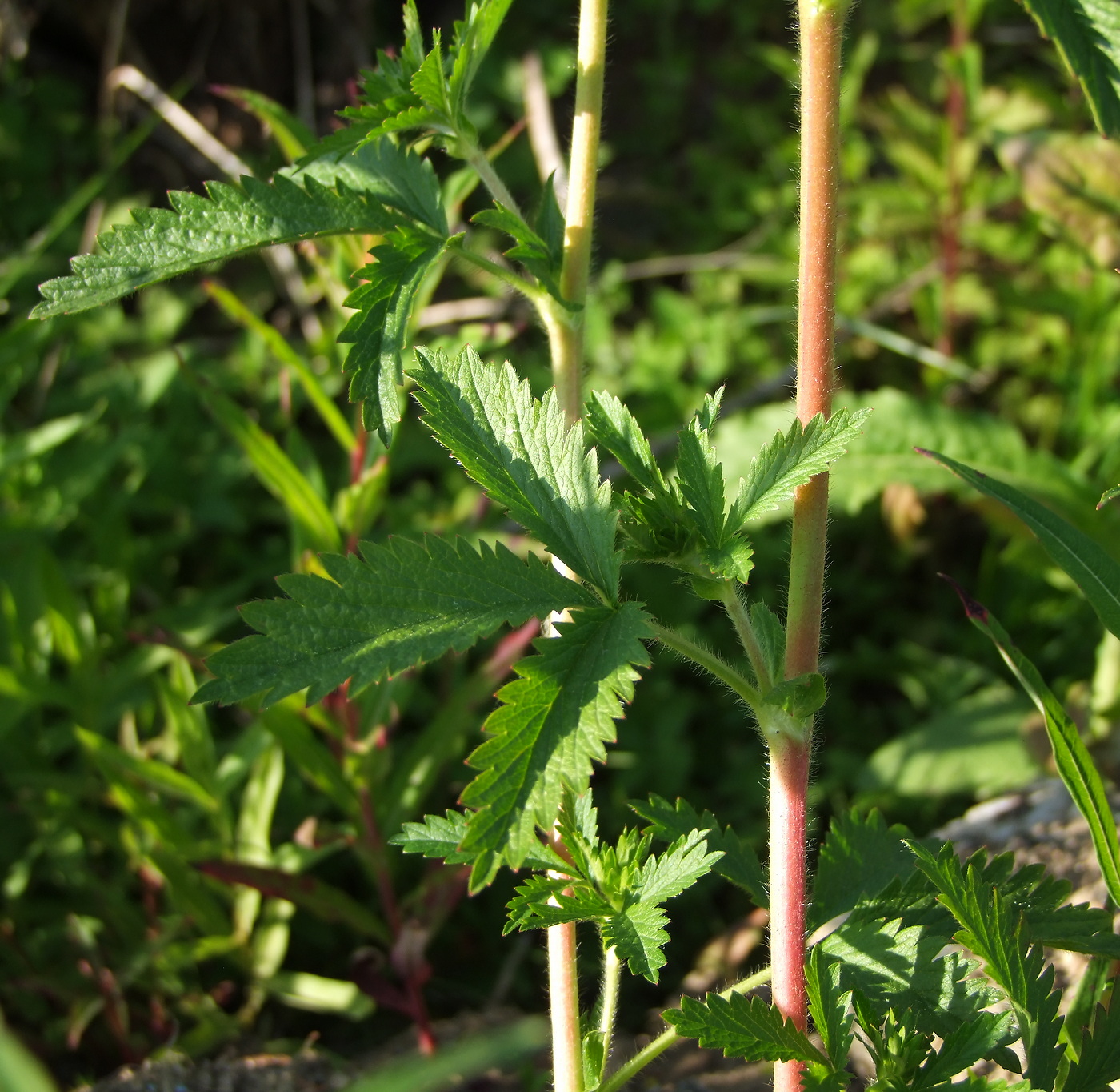 Изображение особи Potentilla norvegica.