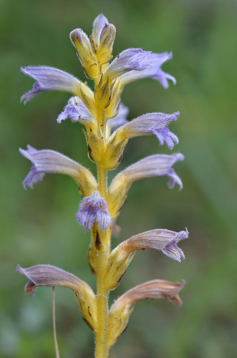 Image of Phelipanche purpurea specimen.