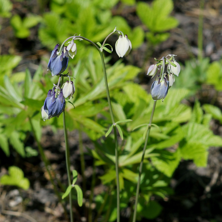 Изображение особи Aquilegia parviflora.