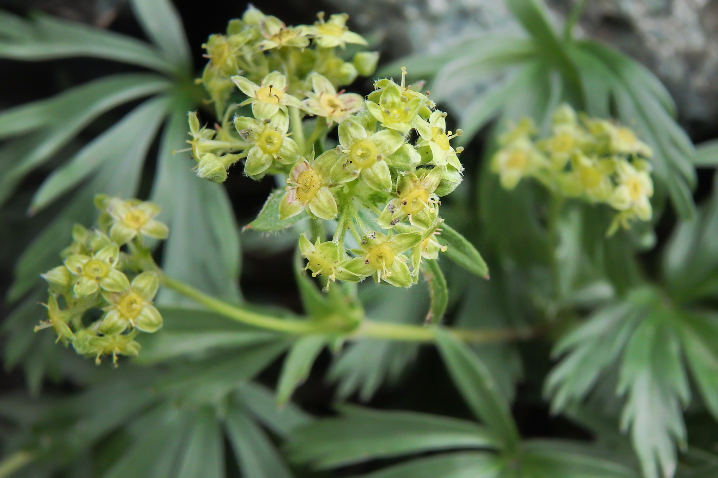 Image of Alchemilla sericea specimen.