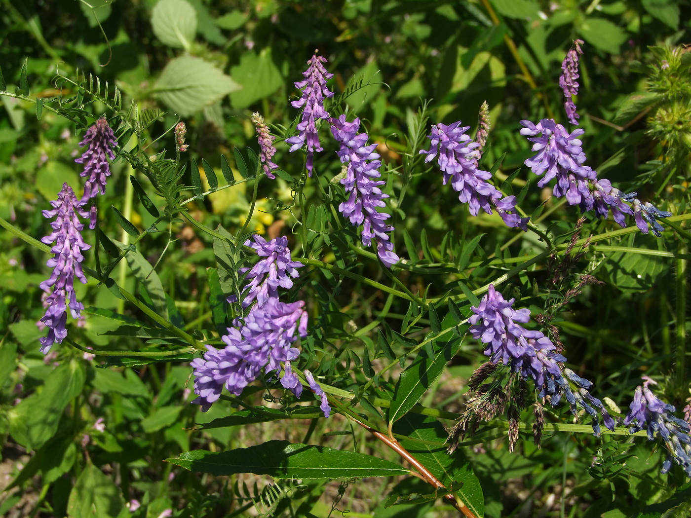 Image of Vicia cracca specimen.