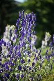 Aconitum × stoerkianum. Соцветия. Кировская обл., г. Киров, Ботанический сад Вятского государственного университета, в культуре. 31.07.2018.