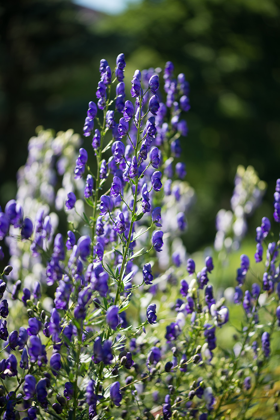 Image of Aconitum &times; stoerkianum specimen.