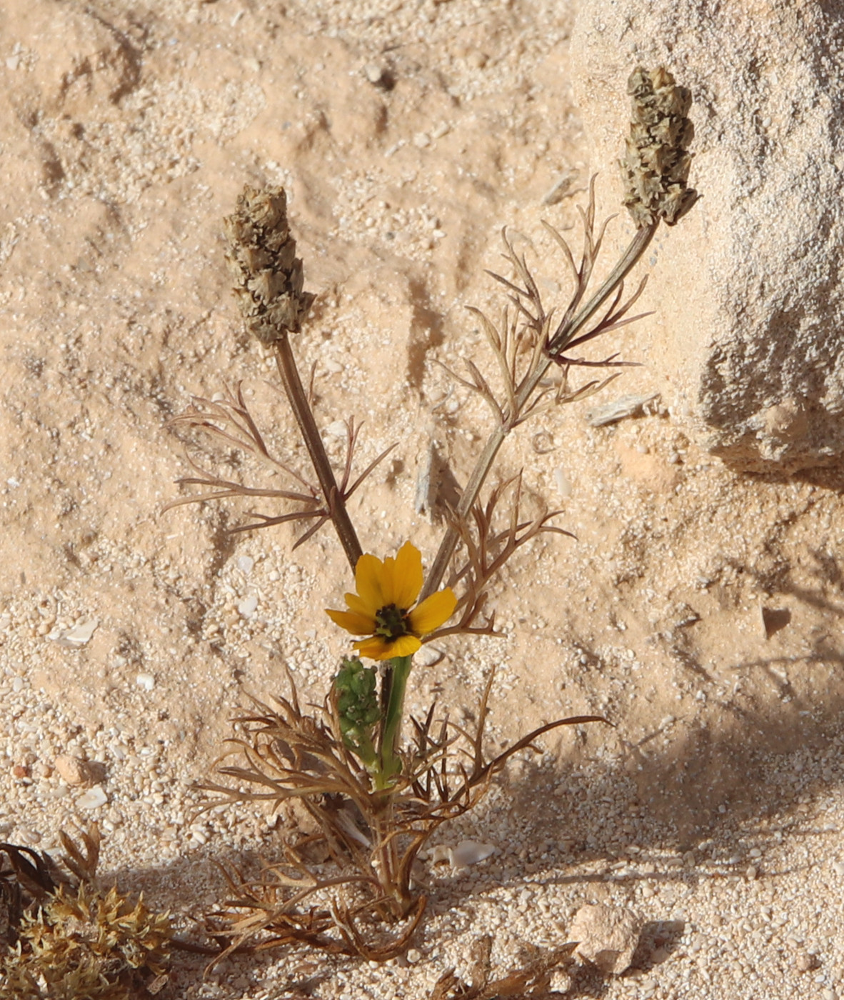 Image of Adonis dentata specimen.