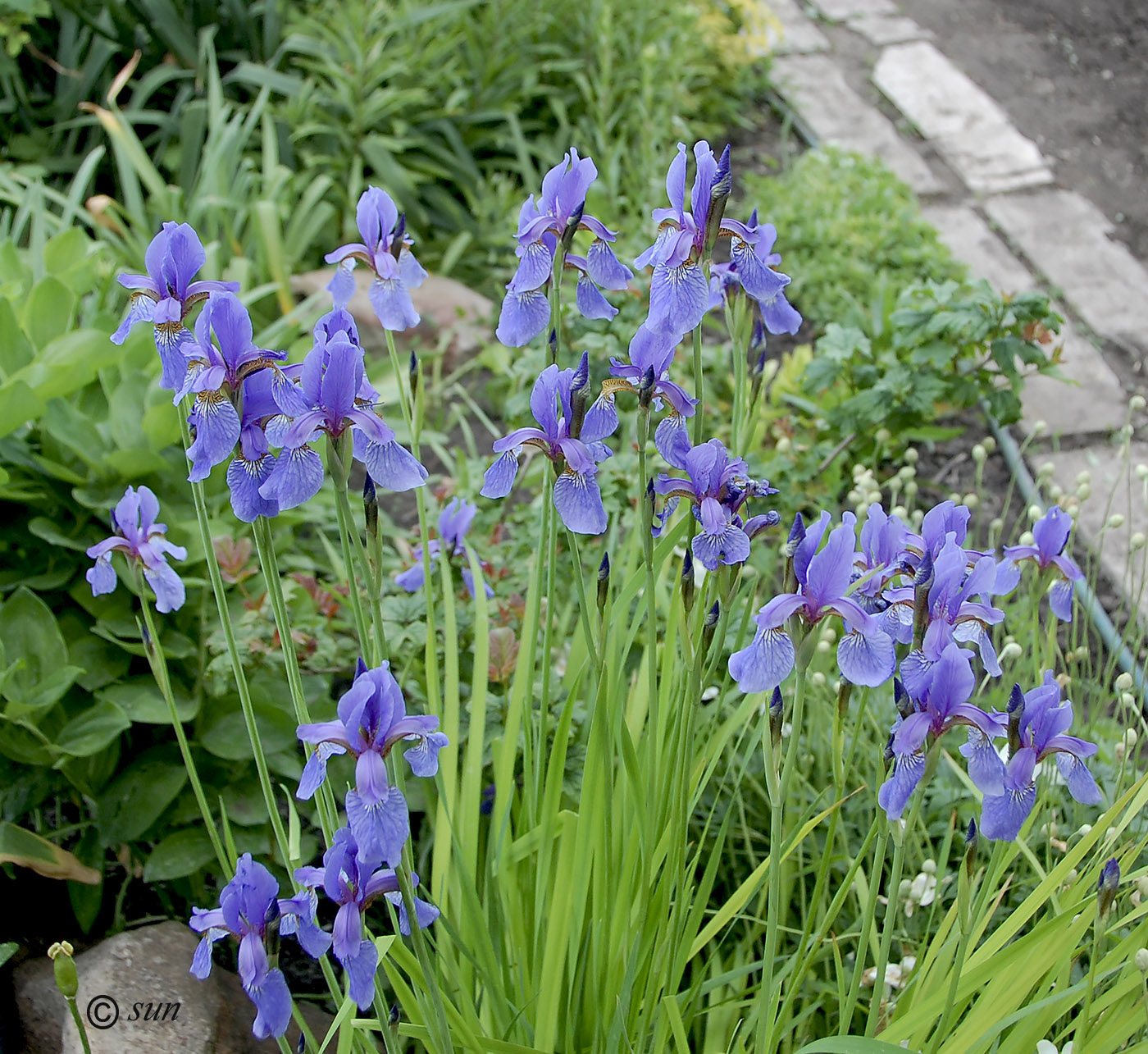 Изображение особи Iris sanguinea.