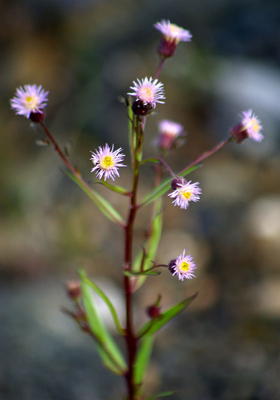 Image of Erigeron politus specimen.