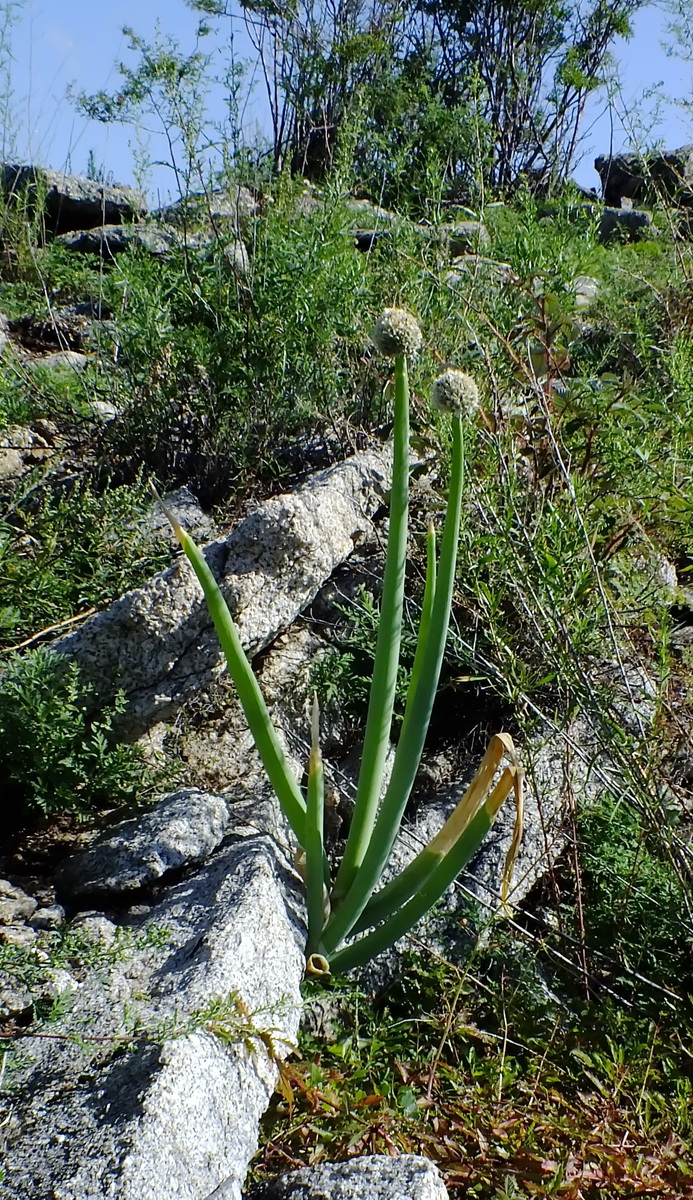 Изображение особи Allium altaicum.