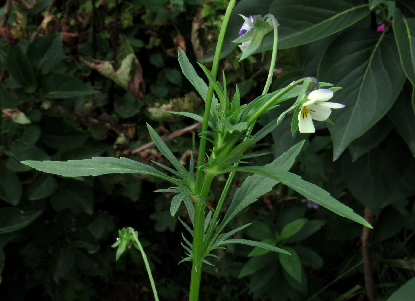 Image of Viola &times; contempta specimen.