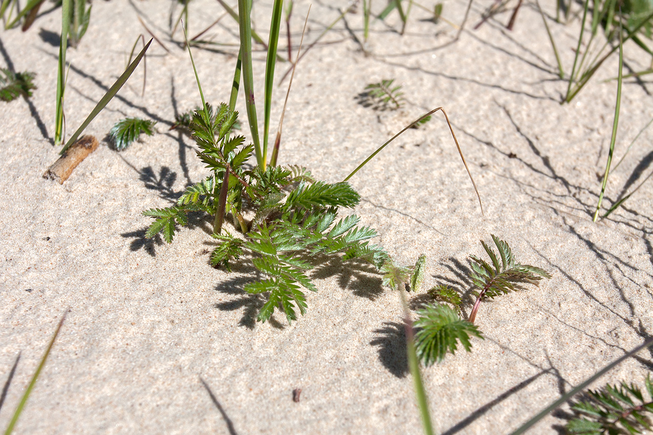 Image of Potentilla anserina specimen.