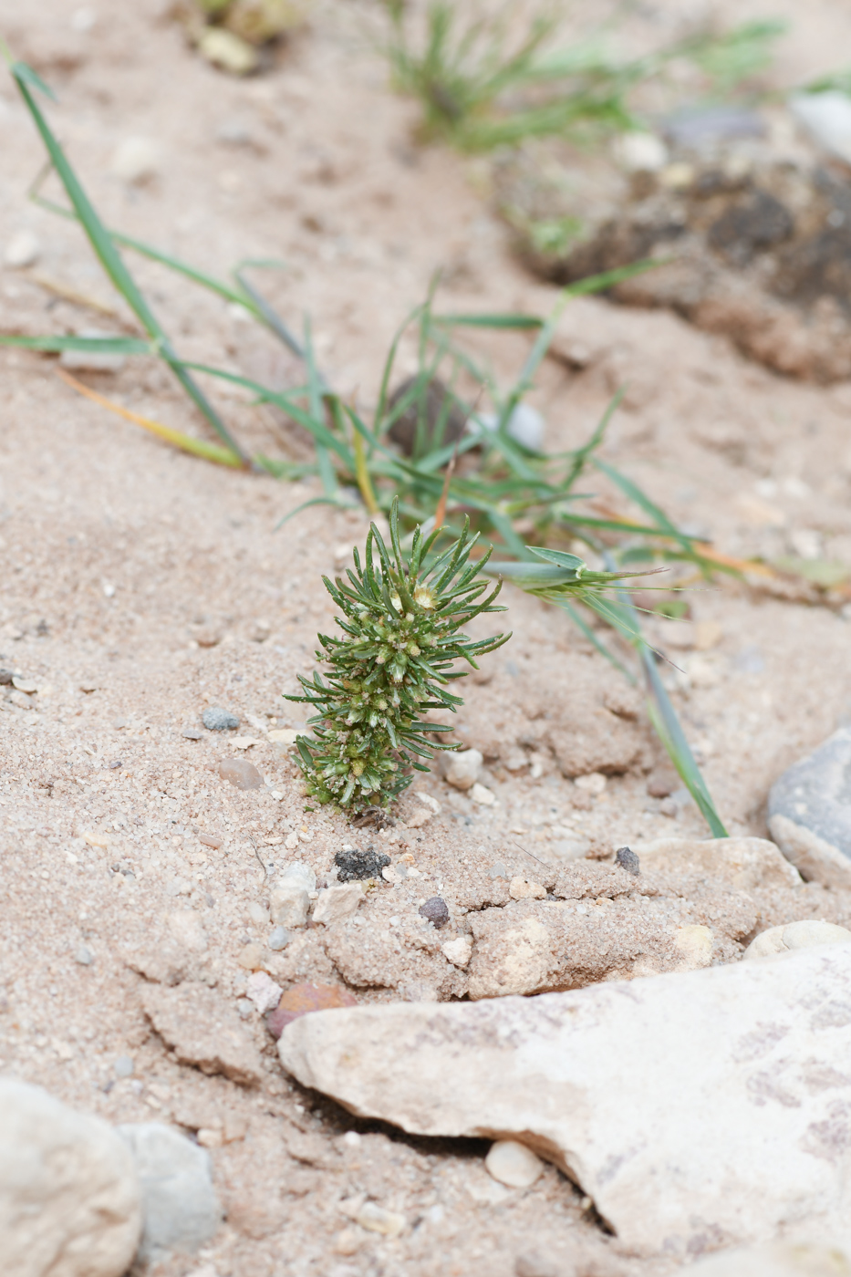 Image of Ifloga spicata ssp. albescens specimen.