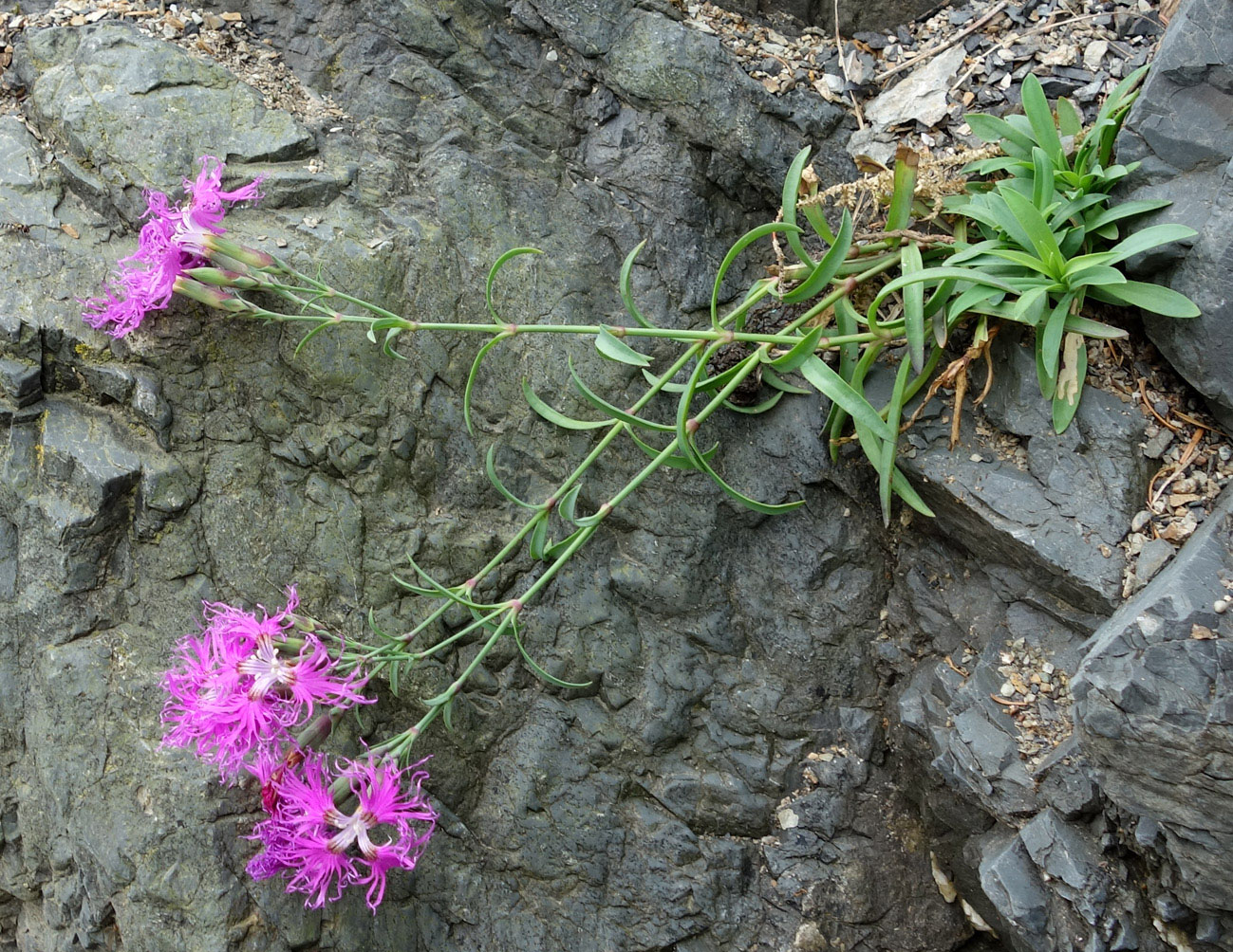 Изображение особи Dianthus superbus.
