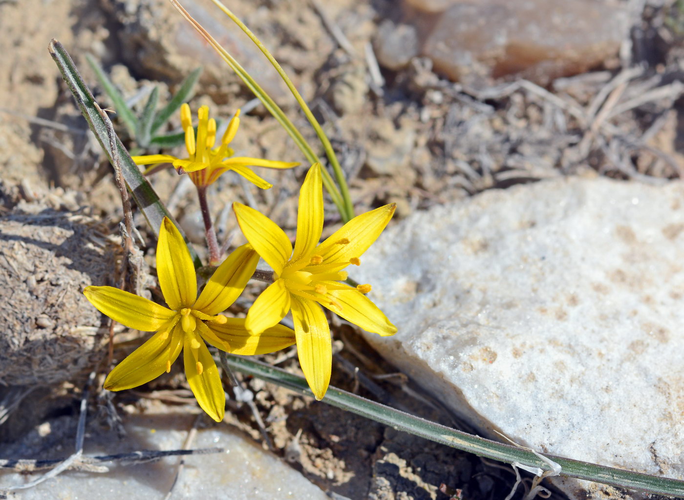 Image of genus Gagea specimen.