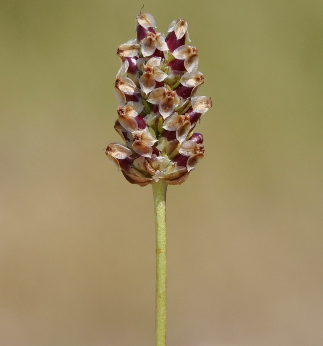 Image of Plantago amplexicaulis specimen.