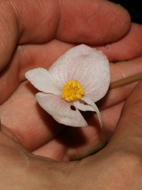 Image of Begonia decora specimen.