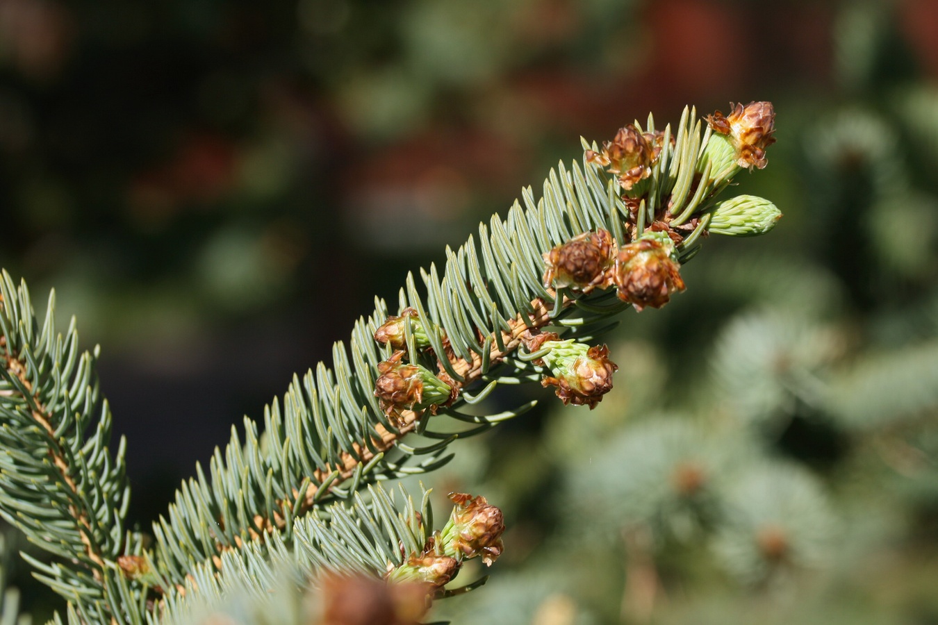 Изображение особи Picea glauca.