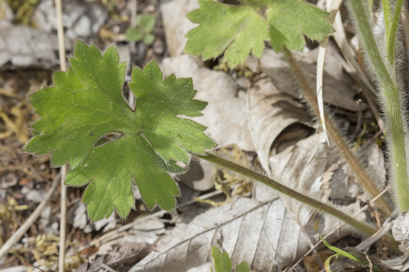 Image of Ranunculus neapolitanus specimen.