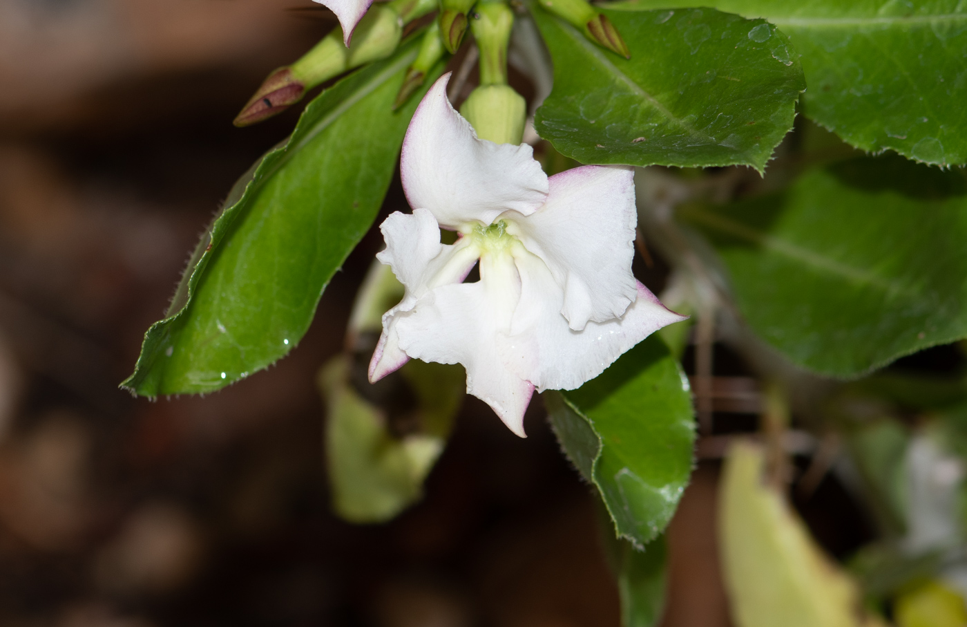 Image of Pachypodium saundersii specimen.