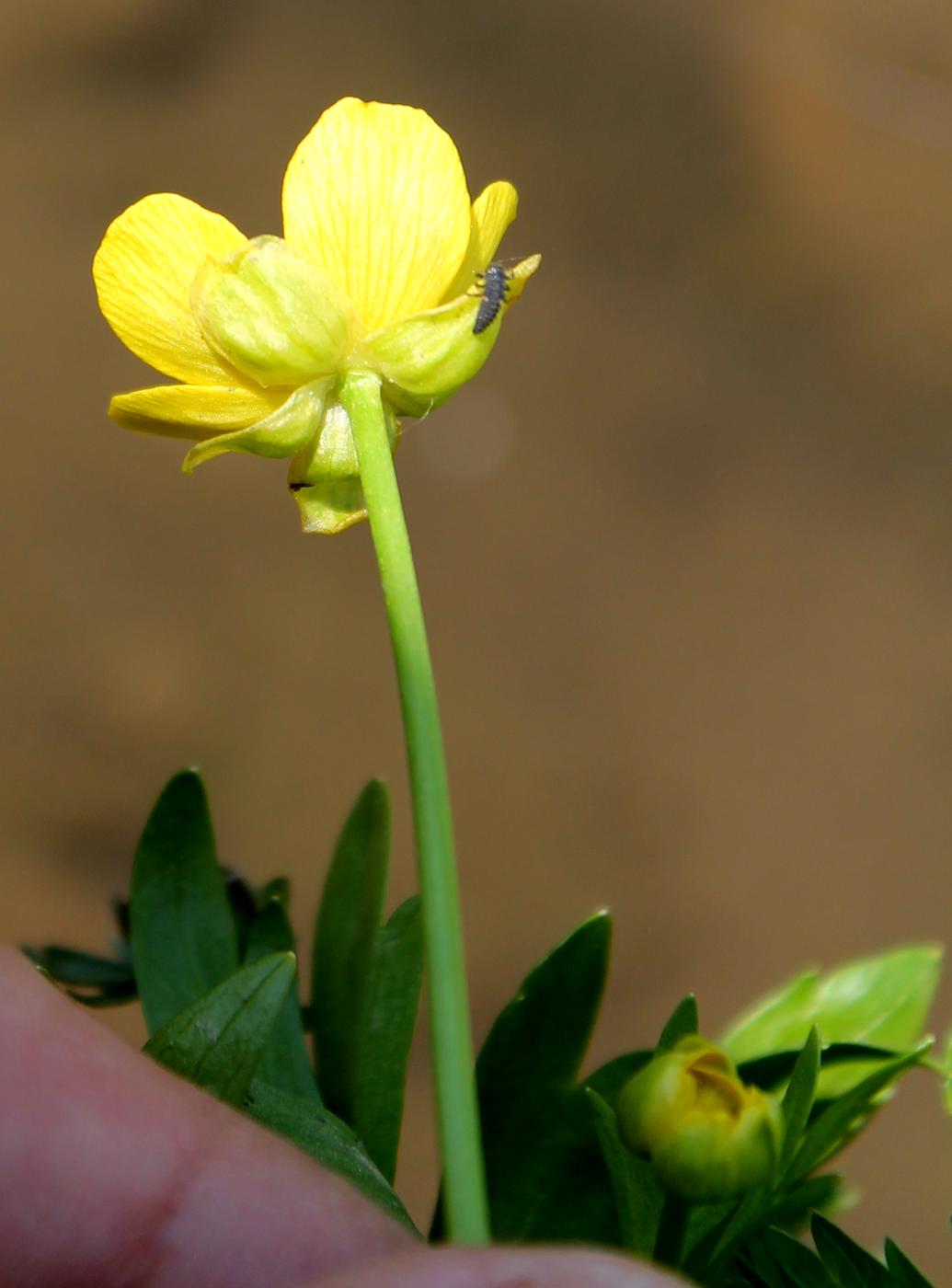 Изображение особи Ranunculus talassicus.